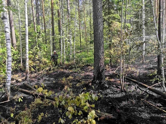 Семь часов тушили лесной пожар в Ивановской области