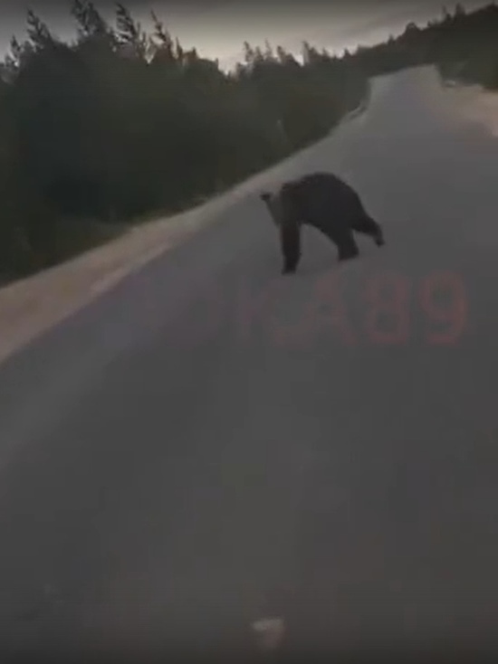 Два медведя прогулялись по дороге под Губкинским