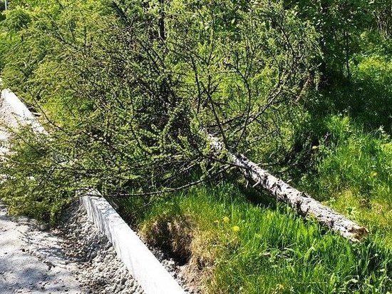 Губернатор Колымы осудил исполнителей нацпроекта за сломанные деревья