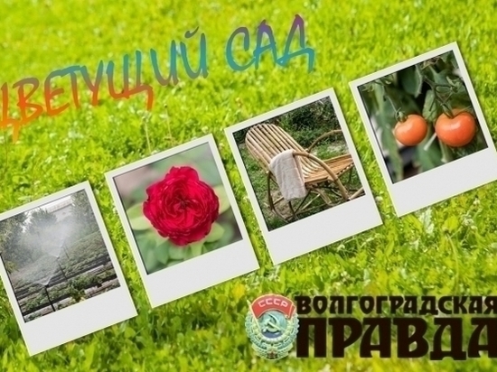 Победителей «Цветущего сада» в Волгограде выберут звезды, чемпионы и педагоги