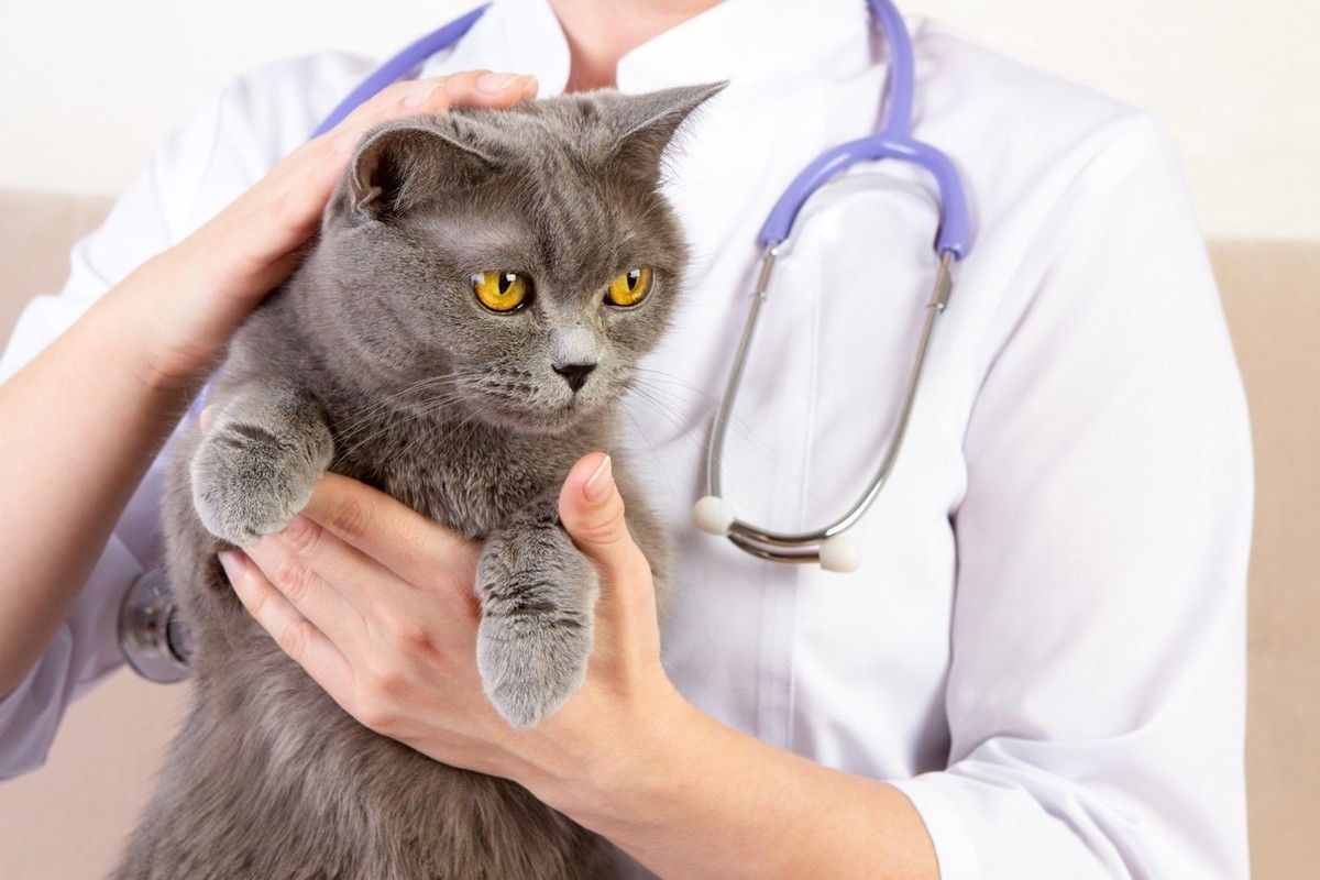 80ca6a896e9fc96d8fc6c0bc70a12669 تسمم القطط: الأعراض، الأسباب، العلاج والوقاية 3 تسمم القطط: الأعراض، الأسباب، العلاج والوقاية