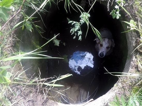 В Ярославле спасатели вытащили из колодца погибавшую собаку