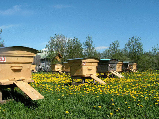 В Курской области опять поругались пчеловоды с аграриями
