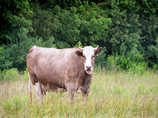Суд запретил фермеру пасти коров возле деревни Кукуй