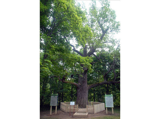369-летний чувашский дуб поборется за звание главного дерева страны