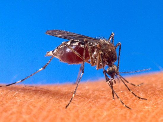 Курян предупредили о комарах, переносчиках глистов