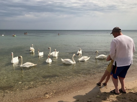 Лебеди дождались купальщиков на центральном пляже Евпатории