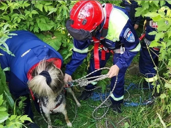 Спасатели из Сарапула помогли достать из колодца собаку