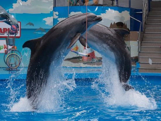 На Кубани с 27 июня открываются зоопарки и дельфинарии