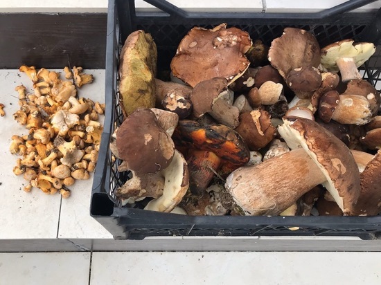 В Тульской области пошли белые грибы