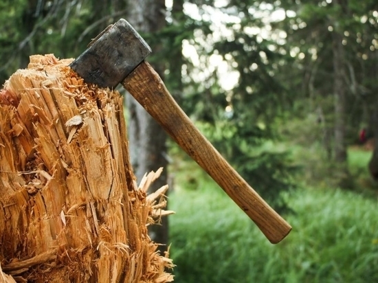Выйду я березу заломати: в Ивановской области рубщик деревьев может "нарваться" на уголовный срок