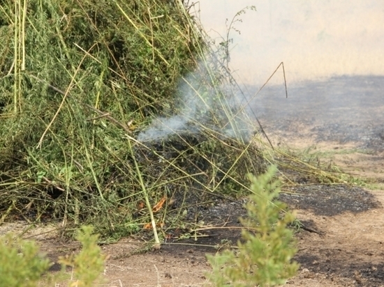 В Калмыкии уничтожено более тонны дикорастущей конопли