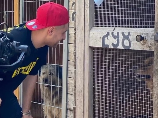 Знаменитый блогер Дава накормил брошенных собак в Калуге