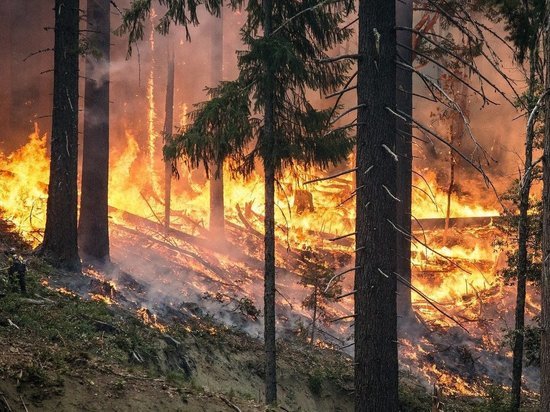 Во Владимирской области установили особый противопожарный режим