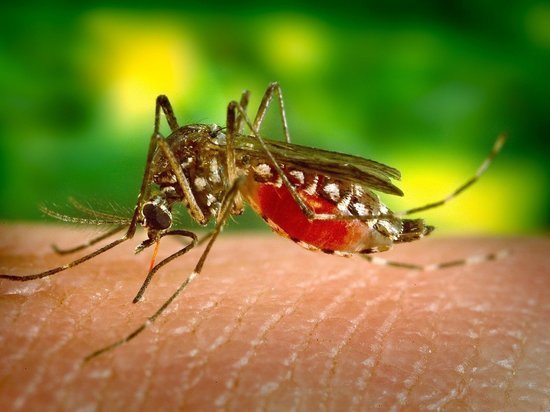 Как волгоградцам защитить себя от укусов насекомых летом