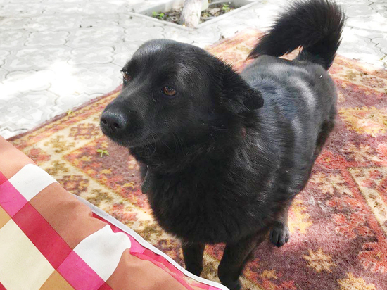 «Жука никого не трогала»: в Волгограде из ружья убили маленькую собаку