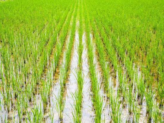 В Калмыкии площадь рисовых посевов уменьшилась почти на треть