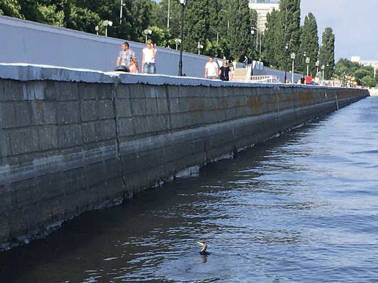 В черте Саратова заметили загадочную птицу