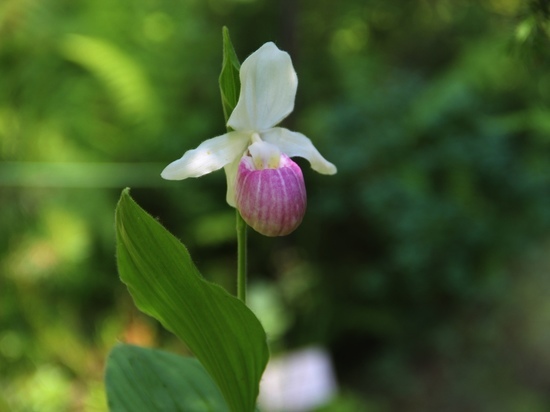 В "Тайном саду" Твери зацвела королевская орхидея