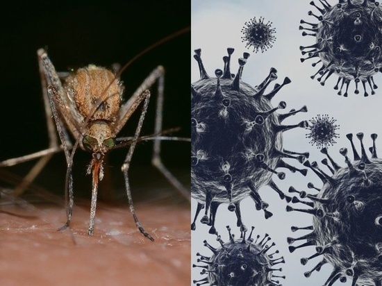 Ученые опровергли возможность передачи коронавируса через комаров