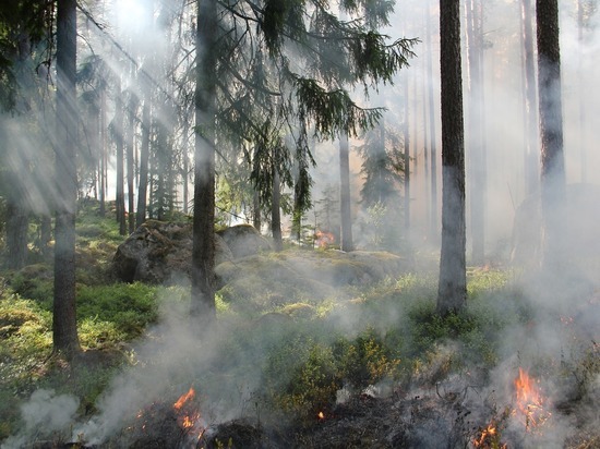 Четвертый класс пожароопасности лесов установился в Татарстане