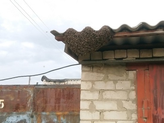 «Сбежавшие» с пасеки пчелы поселились на крыше гаража в Чите