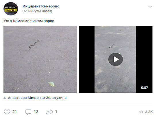 В центре Кемерова заметили змею