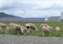 Усть-Канская солнечная электростанция находится рядом с пастбищем, на котором прорастает обычная полевая трава