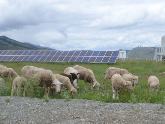 На Алтае среди солнечных батарей будут пасти овец
