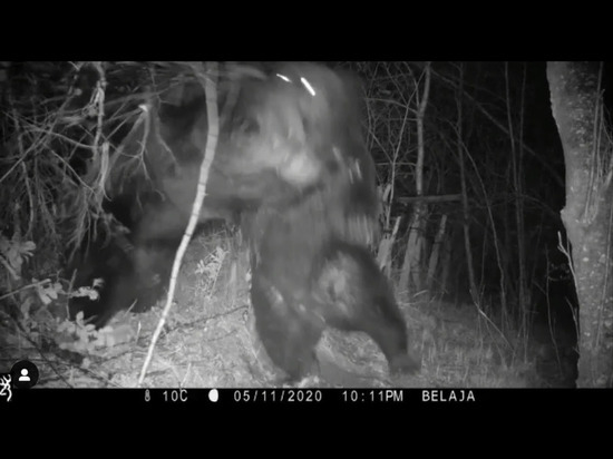 Медведи подрались и сломали забор на российско-китайской границе