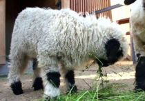 Валлийская овечка впервые родилась в столичном зоопарке