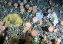 Океанологи впервые нашли мягкий «коралловый сад» на глубине 500 метров от поверхности у западных берегов Гренландии, говорится в статье научного журнала Frontiers in Marine Science