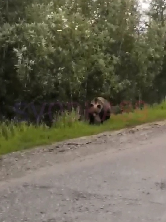 Два медведя снова вышли к людям в Пангодах