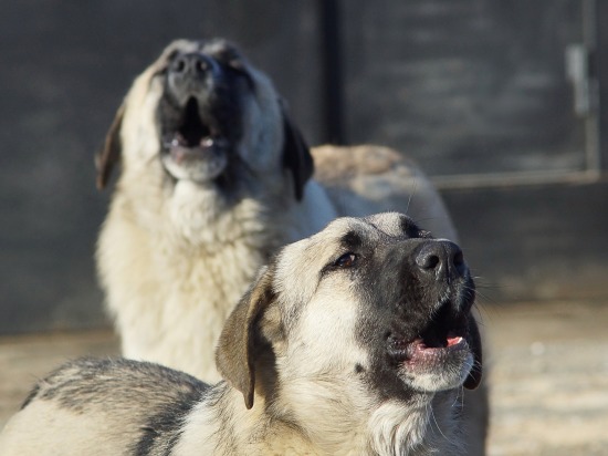 Барнаульский приют «Ласка» получил грант на открытие школы для адаптации собак