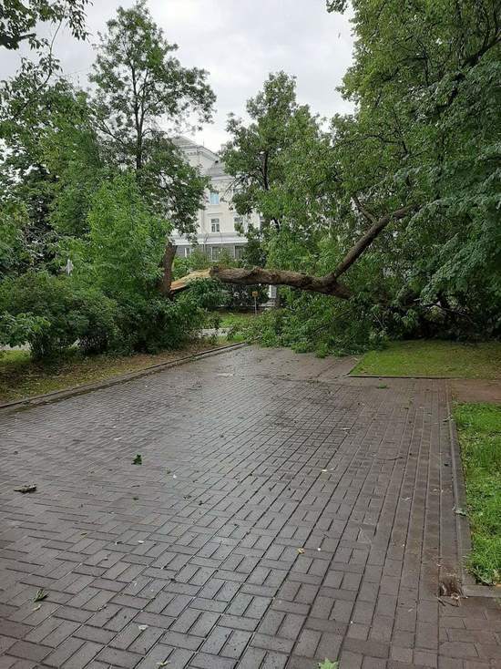 Сильный ветер сломал дерево в Детском парке Пскова