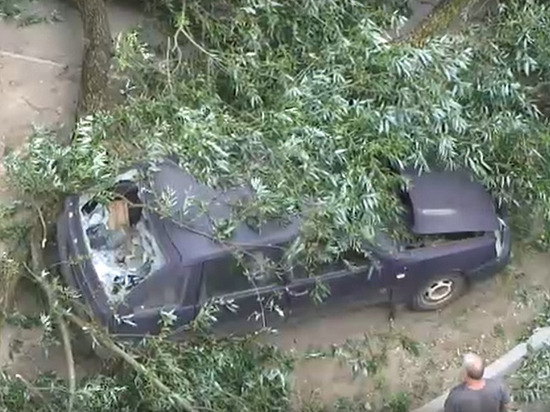 Появилось видео, как дерево упало на машину в Твери