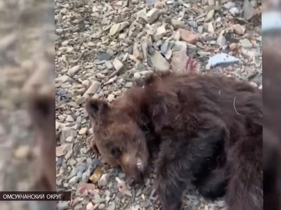 На Колыме лидировали растерзавшего геолога медведя