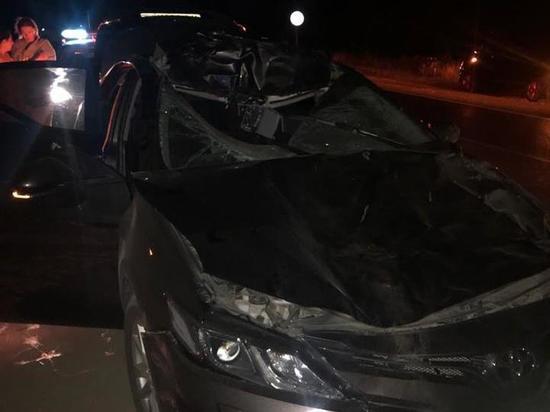 Под Рязанью иномарка сбила лося: один человек погиб, трое пострадали