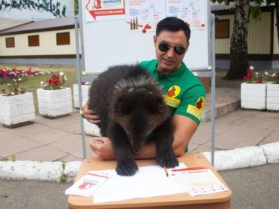 Маленькая медведица пришла на барнаульский избирательный участок