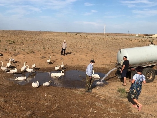 Лебеди из приземлившейся в калмыцком селе стаи погибли от нехватки воды и еды
