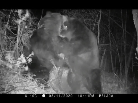 В драке медведи сломали расставленные в лесах ЕАО фотоловушки