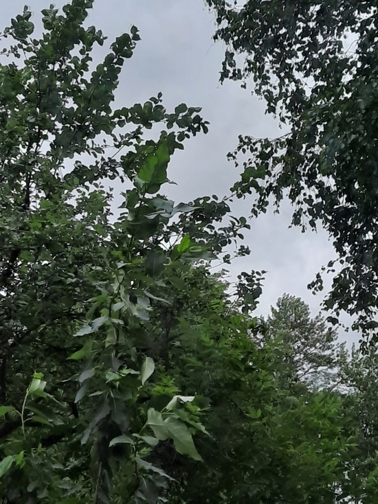 Короткие дожди и грозы прогнозируют в четверг в Псковской области