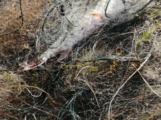 Бесхозные сети найдены в озере Читинского района