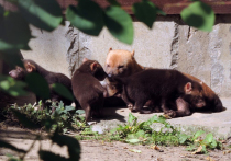 У кустарниковых собак в зоопарке появилось второе потомство