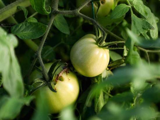 Волгоградский аграрий рассказал, как защитить томаты от болезней