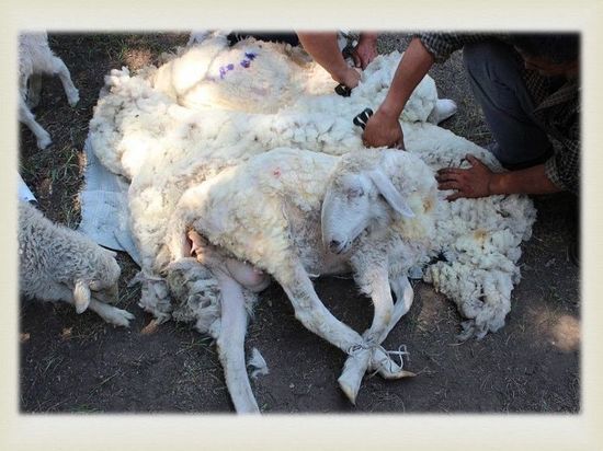 В Этнографическом музее Улан-Удэ состоялся онлайн-праздник стрижки овец
