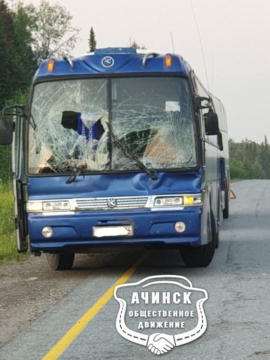 Рейсовый автобус из Хакасии сбил лося на трассе
