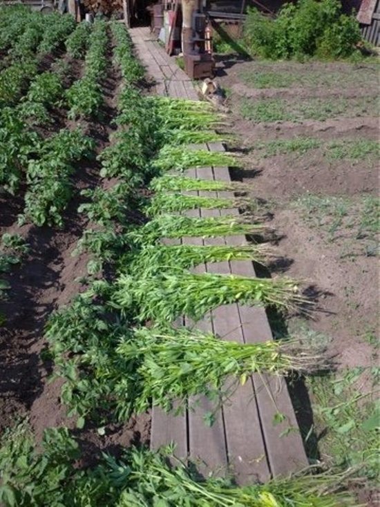 Житель Киренского района вырастил 1,2 тысячи кустов конопли