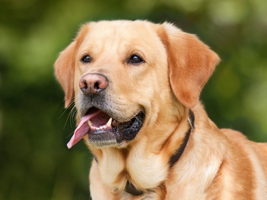 Ученые предложили по-новому определять «человеческий возраст» собаки