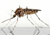 Инфекционист Людмила Ганушкина в интервью агентству «Москва» рассказала о риске получить гельминтов после укусов комаров — переносчиком личинок паразитов является каждый двадцатый кровосос